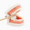 Jouet d'Apprentissage Pour Se Brosser Les Dents Montessori