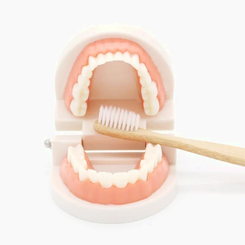 Jouet d'Apprentissage Pour Se Brosser Les Dents Montessori