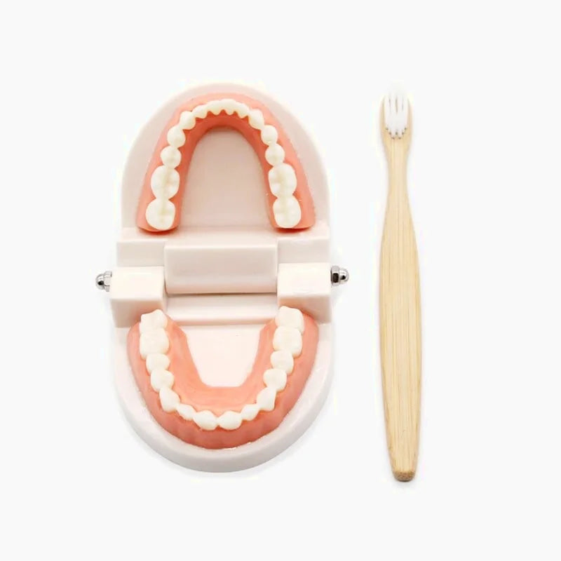 Jouet d'Apprentissage Pour Se Brosser Les Dents Montessori