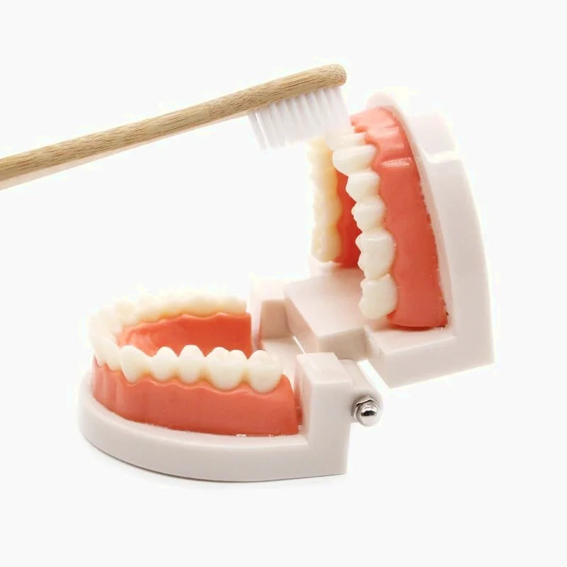 Jouet d'Apprentissage Pour Se Brosser Les Dents Montessori