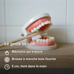 Montessori Teeth Brushing Learning Toy - Vignette | Royaume Montessori - Jouets Educatifs Montessori