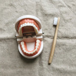 Montessori Teeth Brushing Learning Toy - Vignette | Royaume Montessori - Jouets Educatifs Montessori