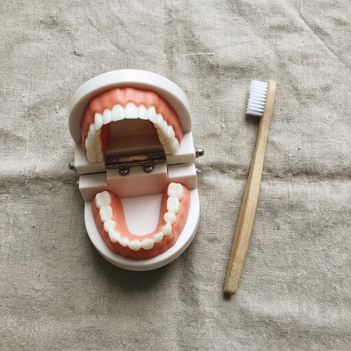Modèle de mâchoire et brosse à dents posés à plat