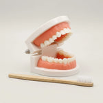 Montessori Teeth Brushing Learning Toy - Vignette | Royaume Montessori - Jouets Educatifs Montessori