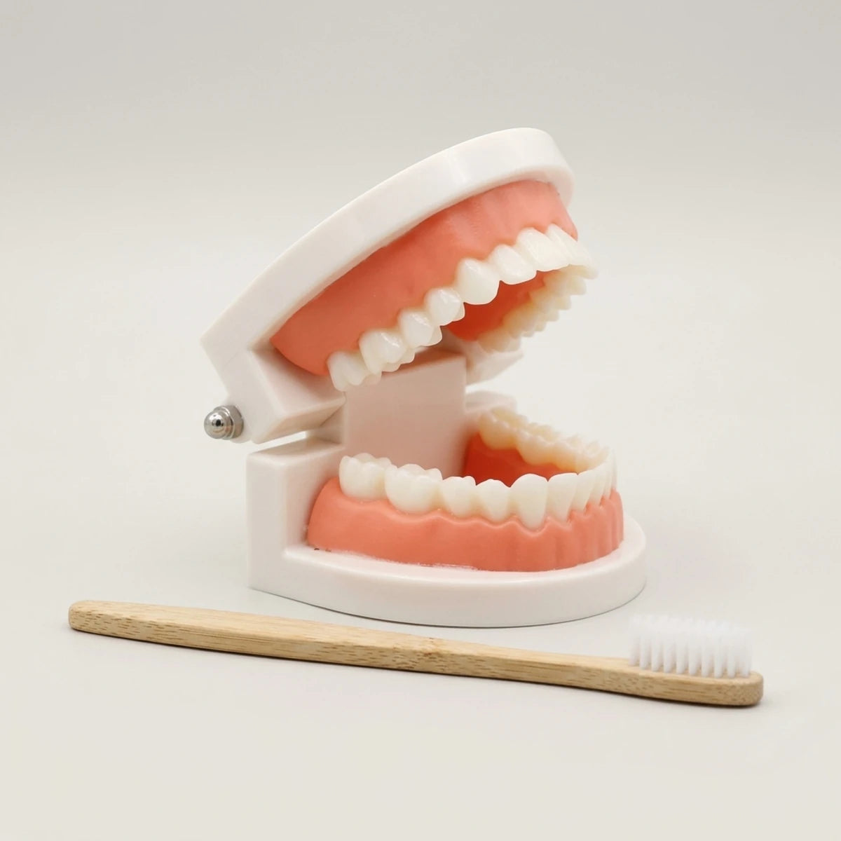 Modèle de mâchoire articulée et brosse à dents en bois